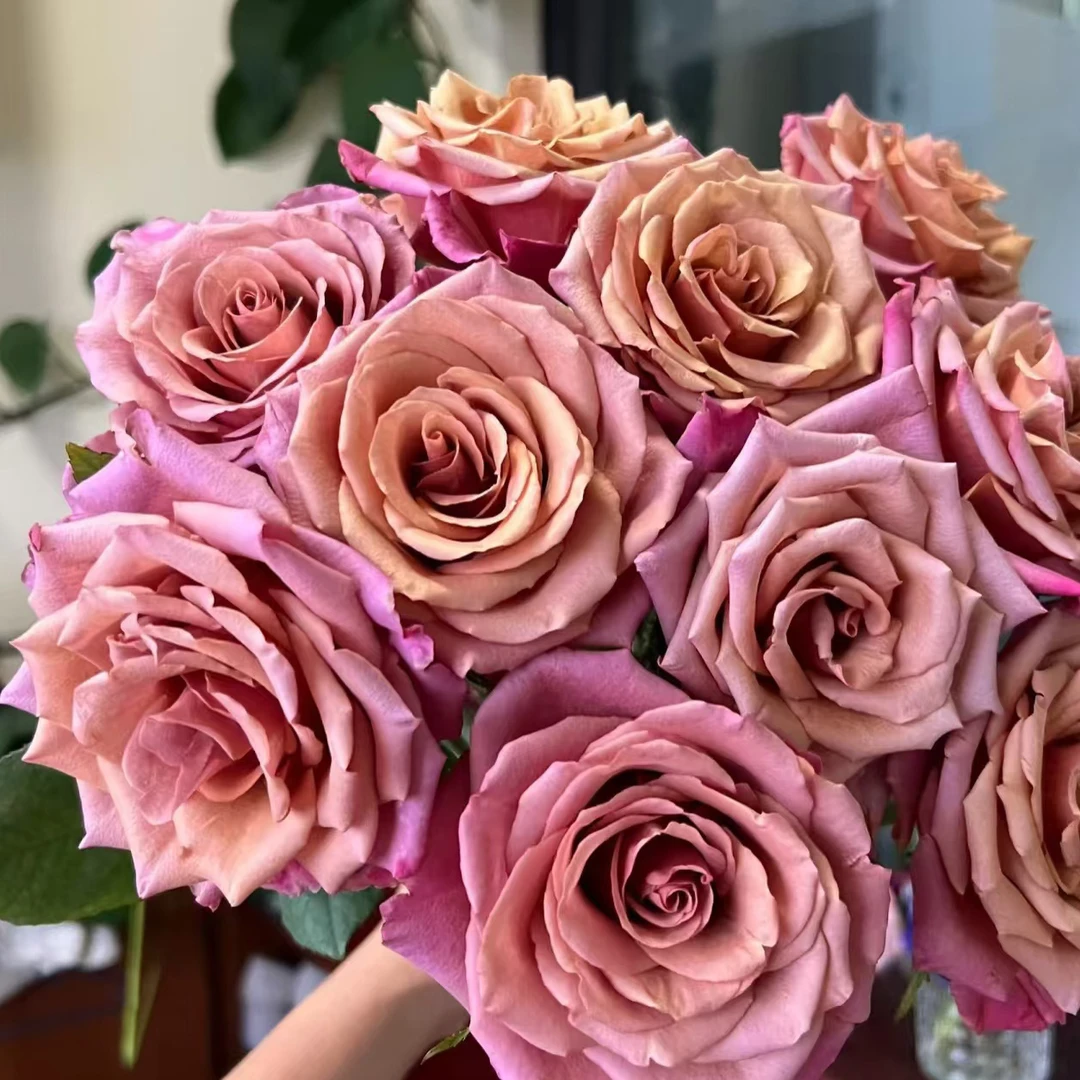 【紫陌玫瑰】高等级玫瑰有保障/顺丰包邮/云南玫瑰鲜花批发