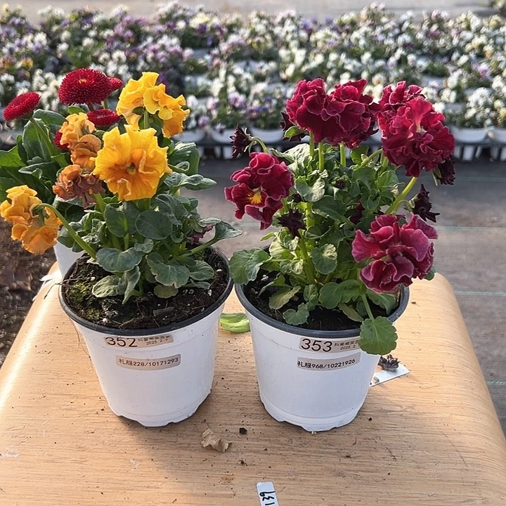 水晶抖音直播闪拍352-353