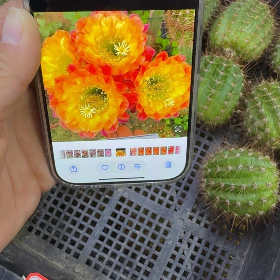 248毛花柱大满贯歪无根侧牙4公分左右，20包邮