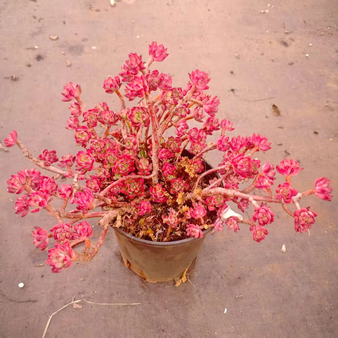 红稚莲2加仑FL 精品多肉 好看好养新手闭眼入 一单也包邮