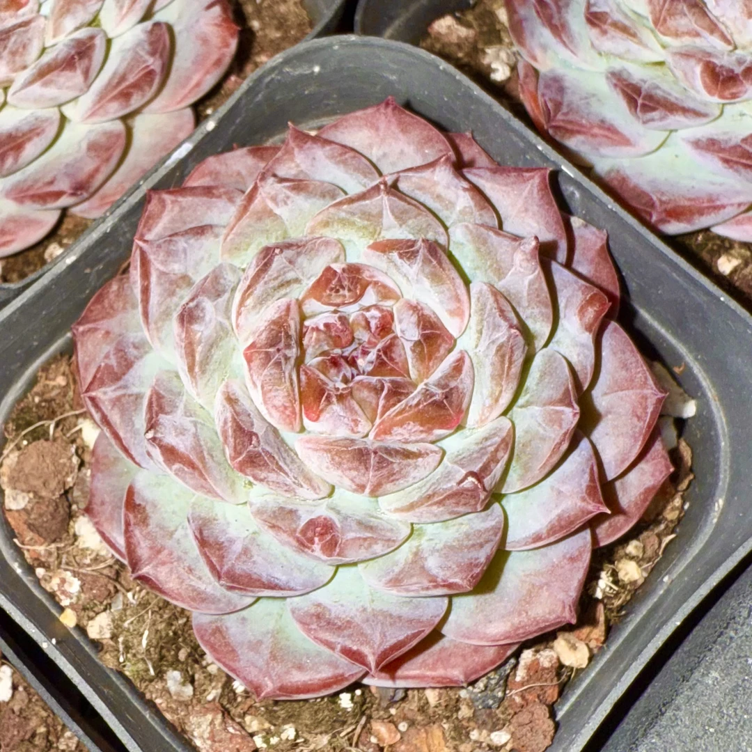 【满 9.9 包邮】葡萄珍妮单头 6cm 多肉植物带暗纹 室内阳台好养