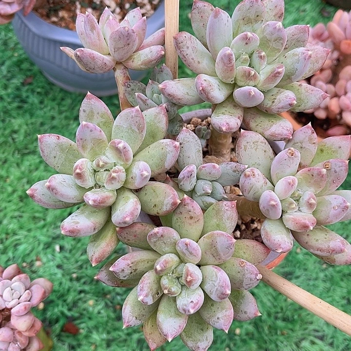 星月菩提19173多肉植物