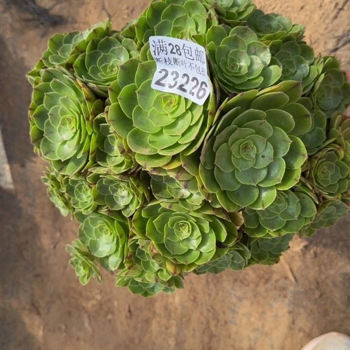 23226万拉丝多肉植物