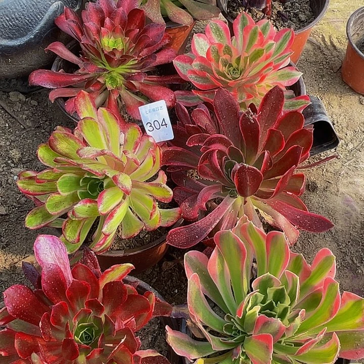 304 法师斤多肉组合8颗