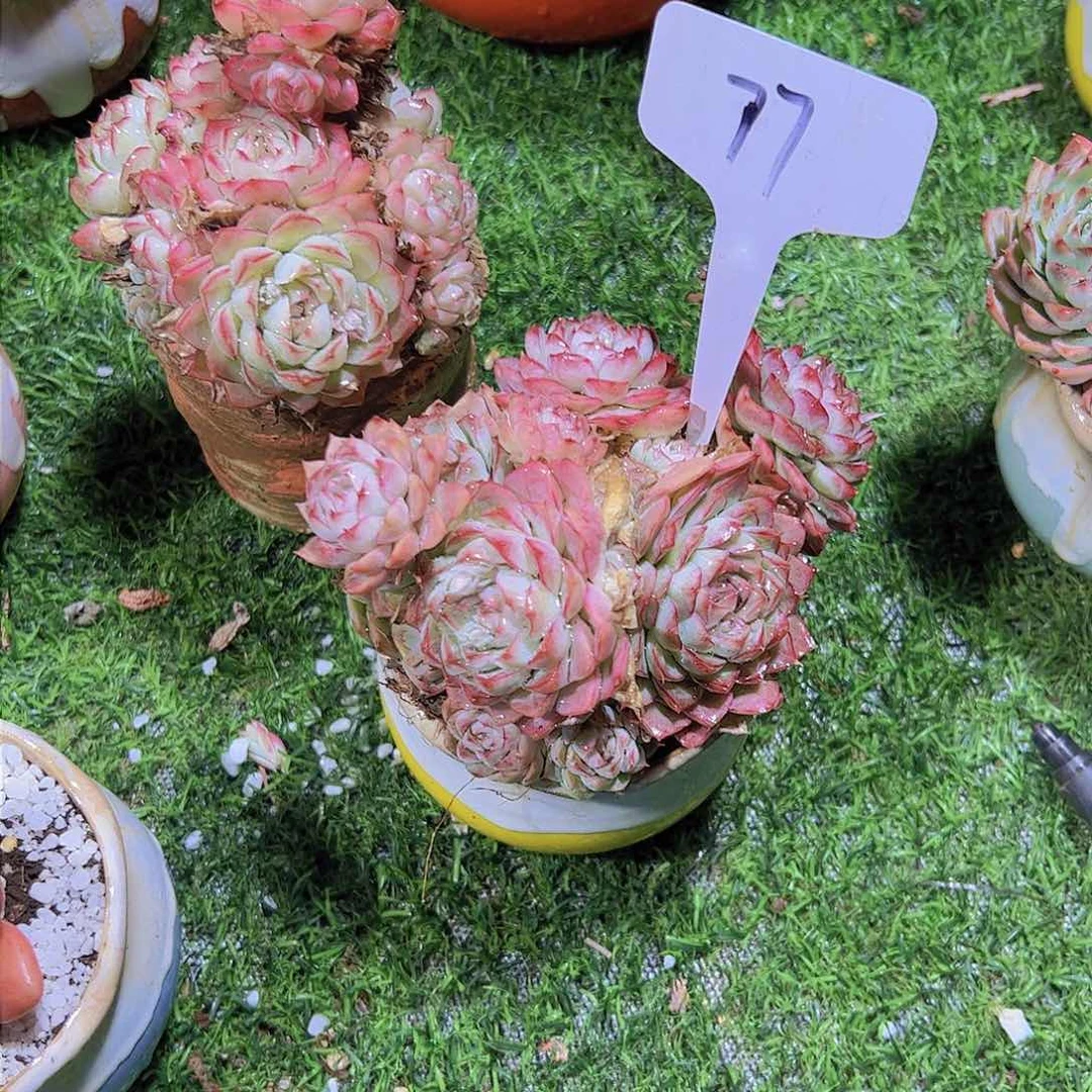 麦***腰77麦杆两个。。。。。。。