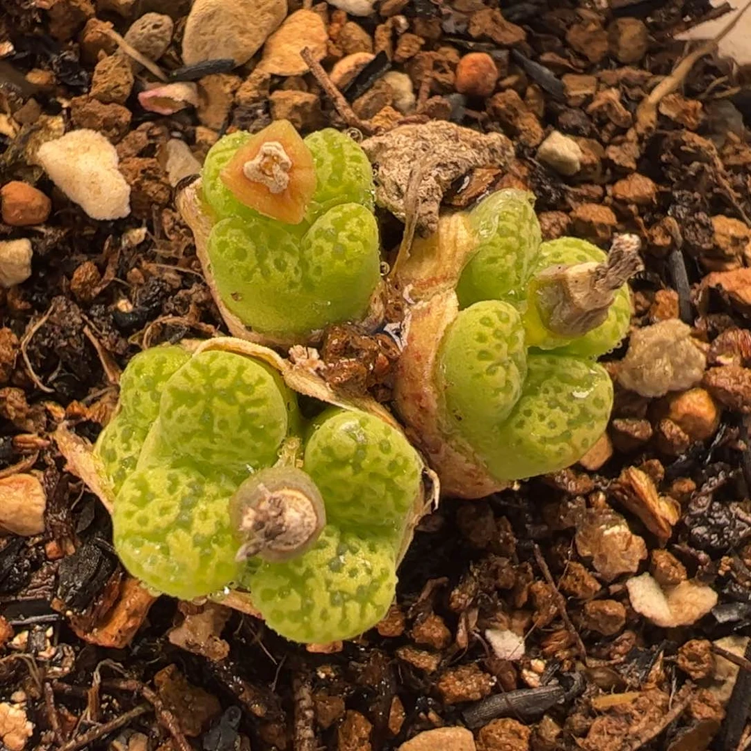 018多肉植物百科