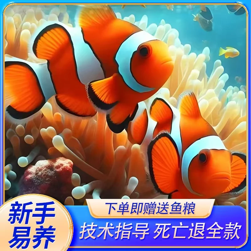 小丑鱼直播间改价专用链接观赏鱼