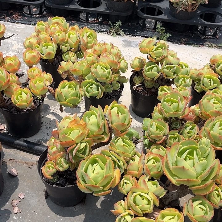 精控碧桃14.99多肉植物砍