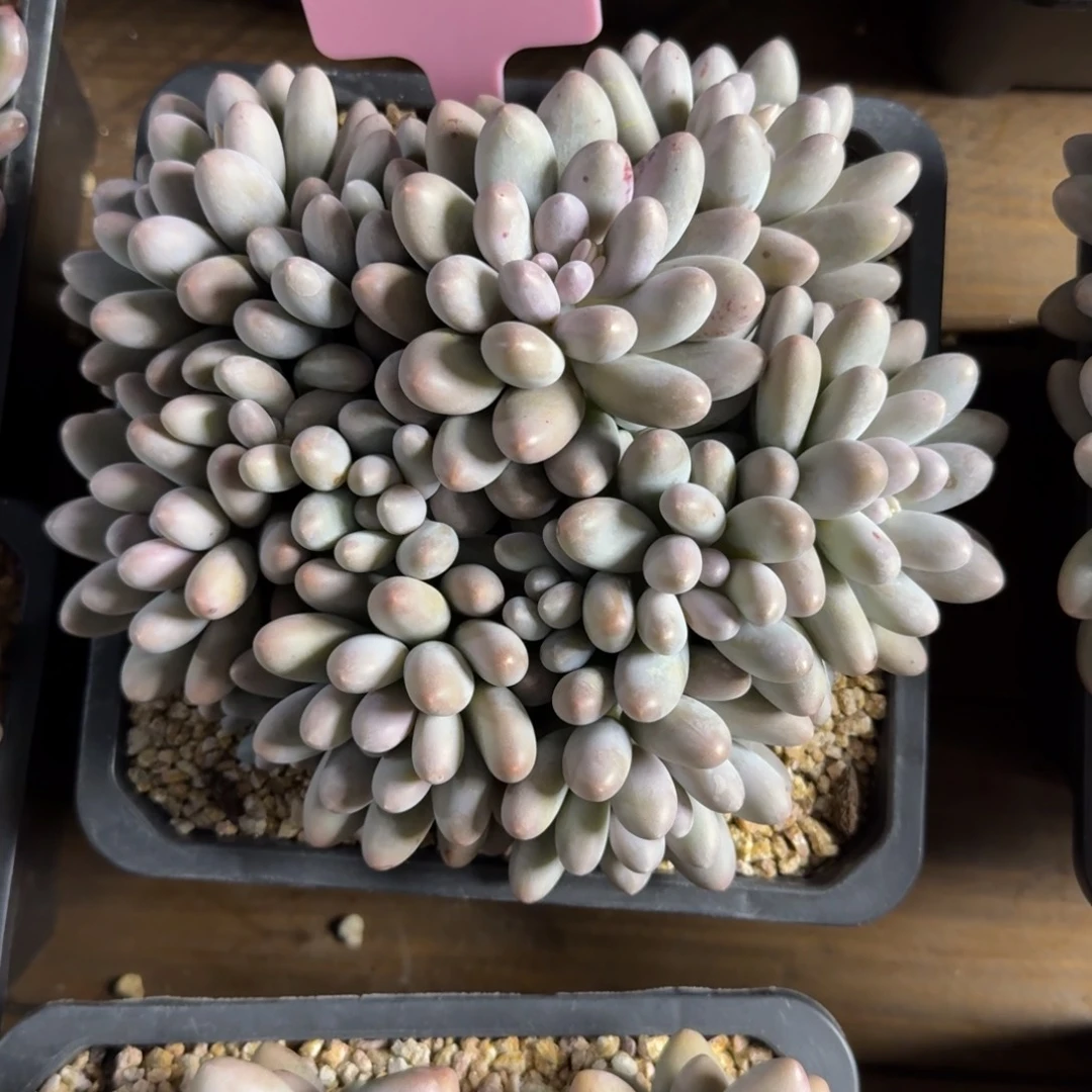 大号汤圆11111111111111111