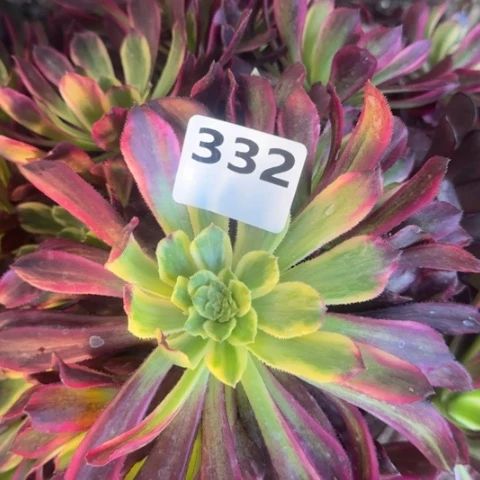 法师雪浪17.-15多肉