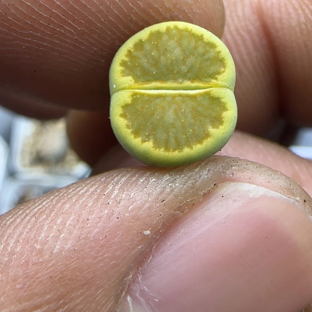 055 生石花大棚直播