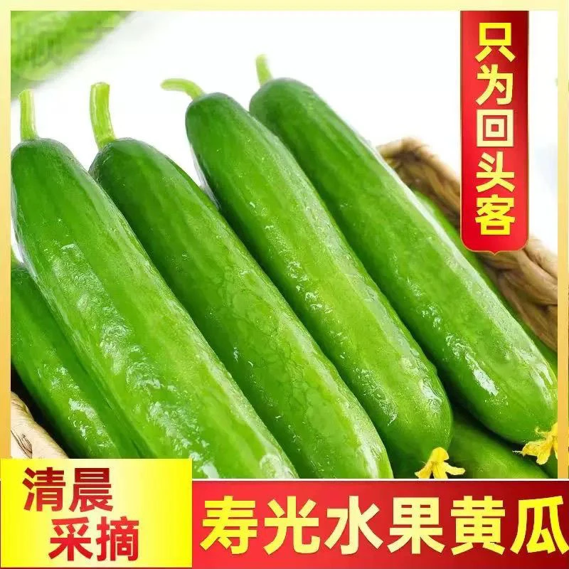 【D】产地直发新鲜水果黄瓜现摘现发脆嫩爽口当季应季青瓜
