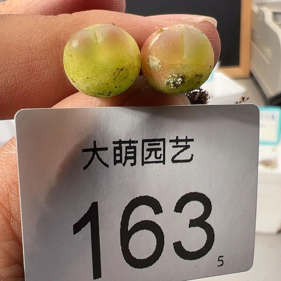 0000163 一物一拍……