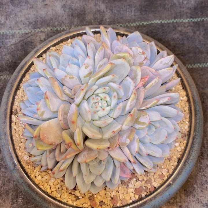 人*友家多肉一物一拍