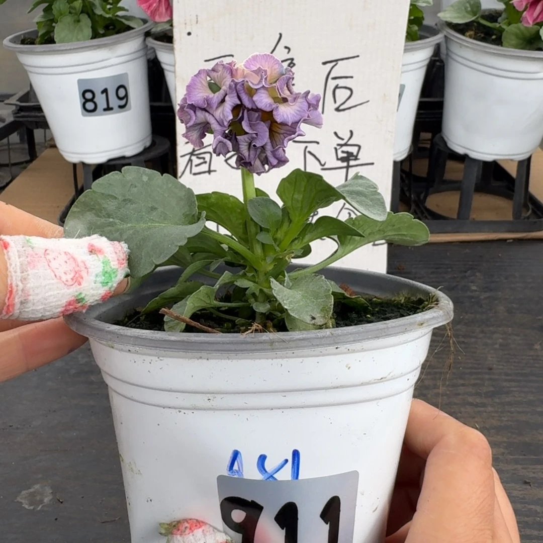 全部花朵911号981