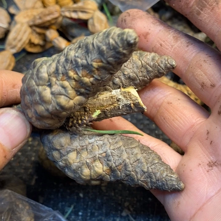 吊坠文玩核桃娜姐5