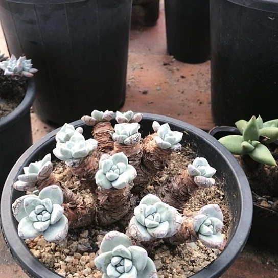 小玫瑰叶仙女棒杯