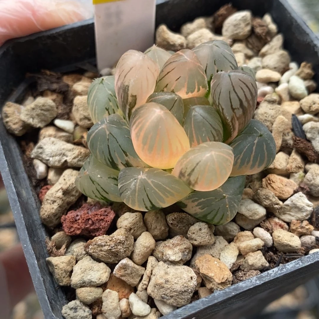 83号om玉露锦带盆发货