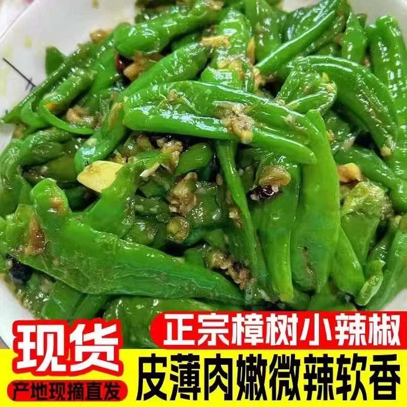正宗樟树原种辣椒9斤现摘新鲜薄皮青富晒辣椒樟树辣椒农家辣椒