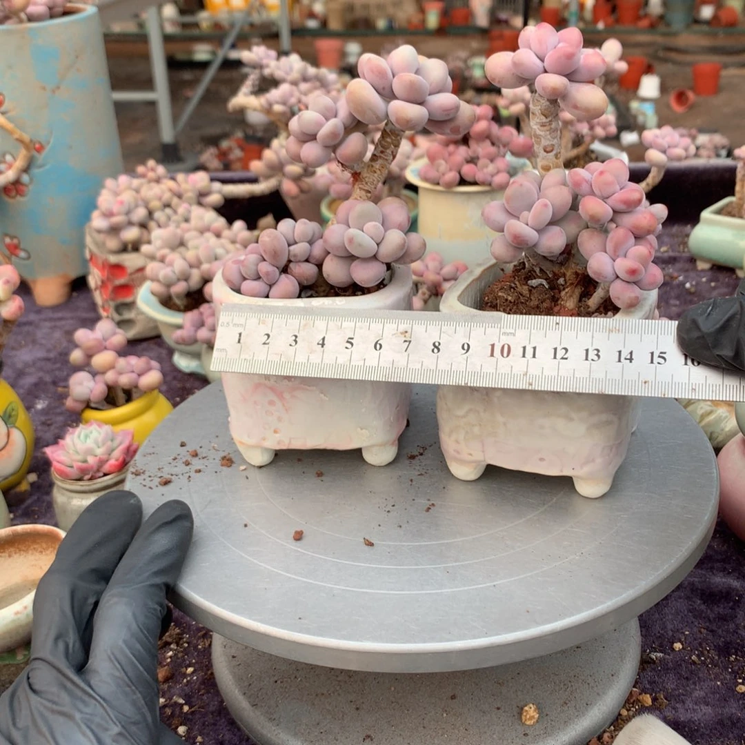 杨***肉2颗带盆偏远地区不包邮的