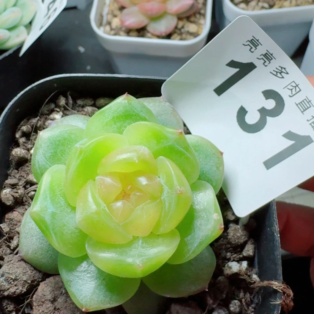 追月绿体            精美多肉植物