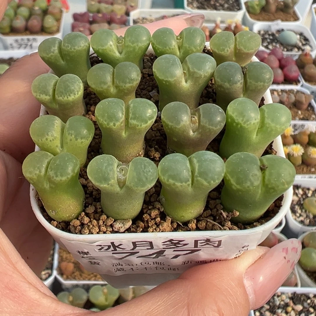 747粉樱1453.9裸根发货