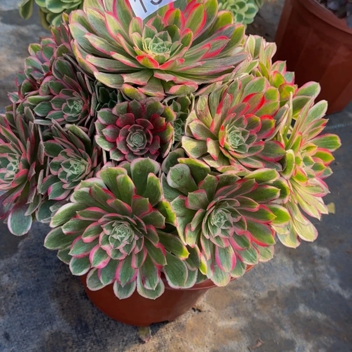 云***飘0000000000139孔雀翎