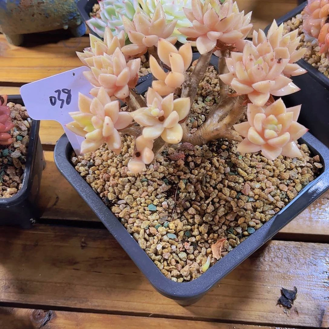 小*子038表丽娜68。。。。。。