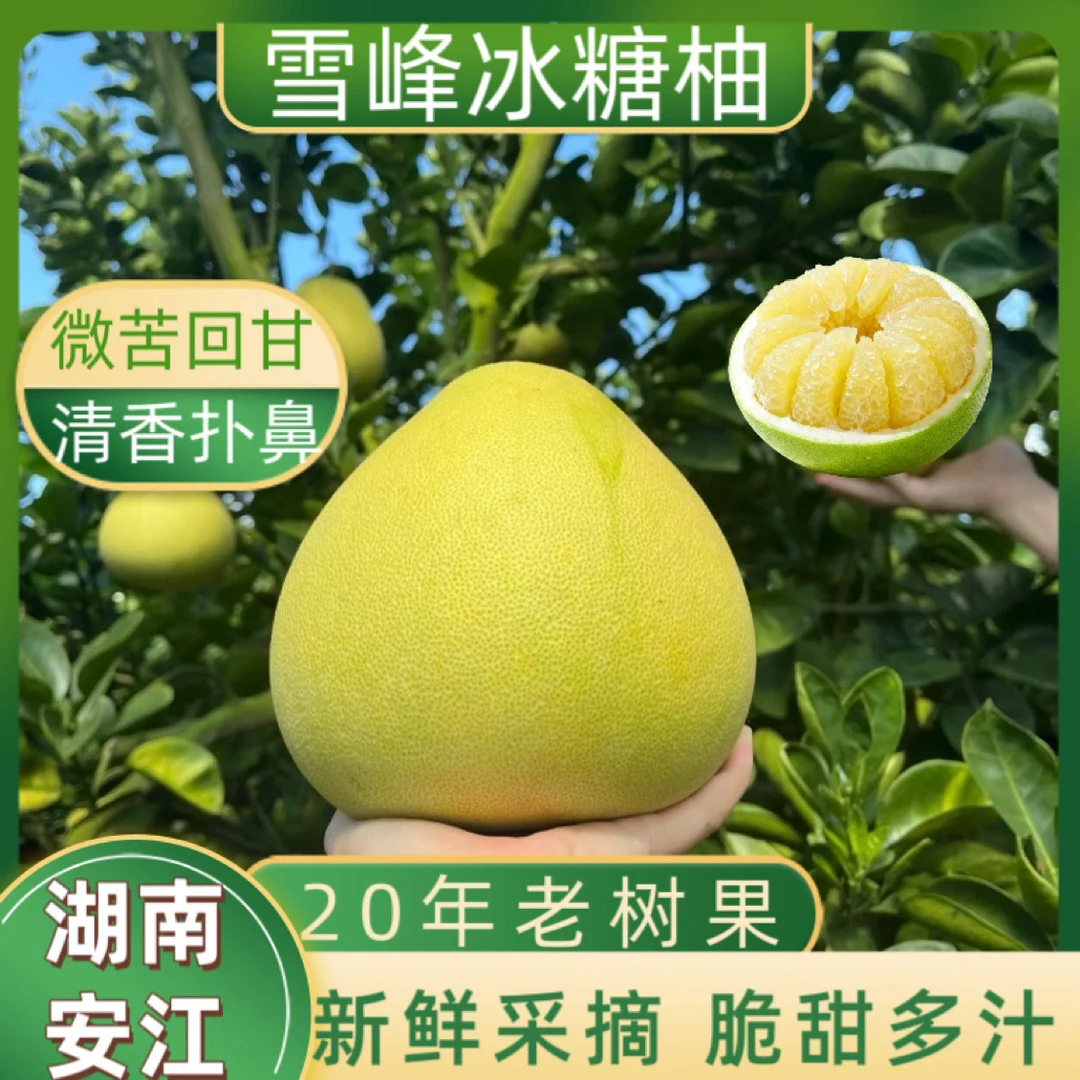 【鼠贝贝专属】湖南安江雪峰冰糖柚老树果微苦回甘新鲜小土柚脆脆柚