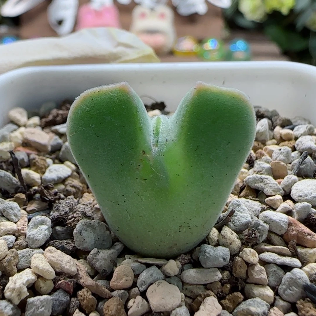 1-21-2-3当天满58包邮4年空蝉2.1cm多肉脱土