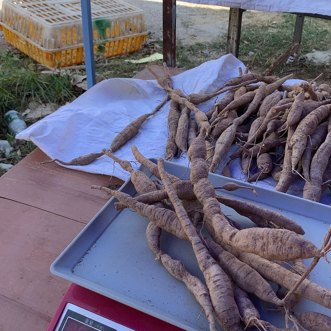 中国大陆新鲜牛大力煲汤泡酒