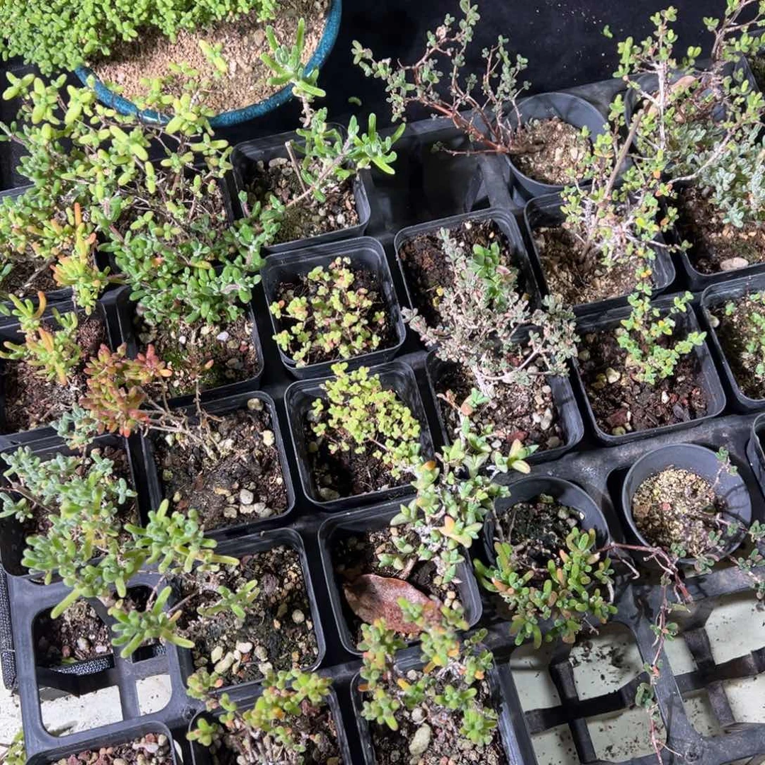 1元福利老桩精品枝干