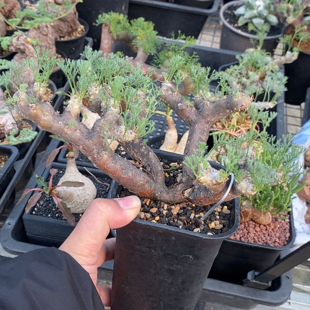 黑皮月界多肉植物