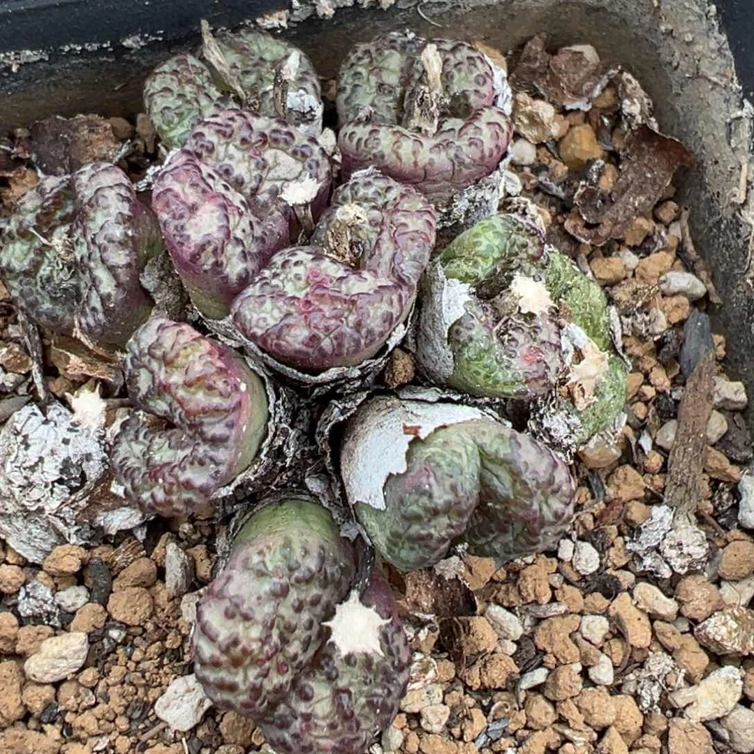 【闪购商品】630……