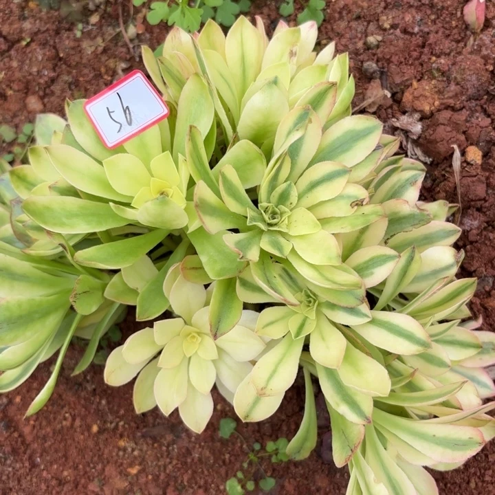 闲***居无花朵056特价荷花无根无售后