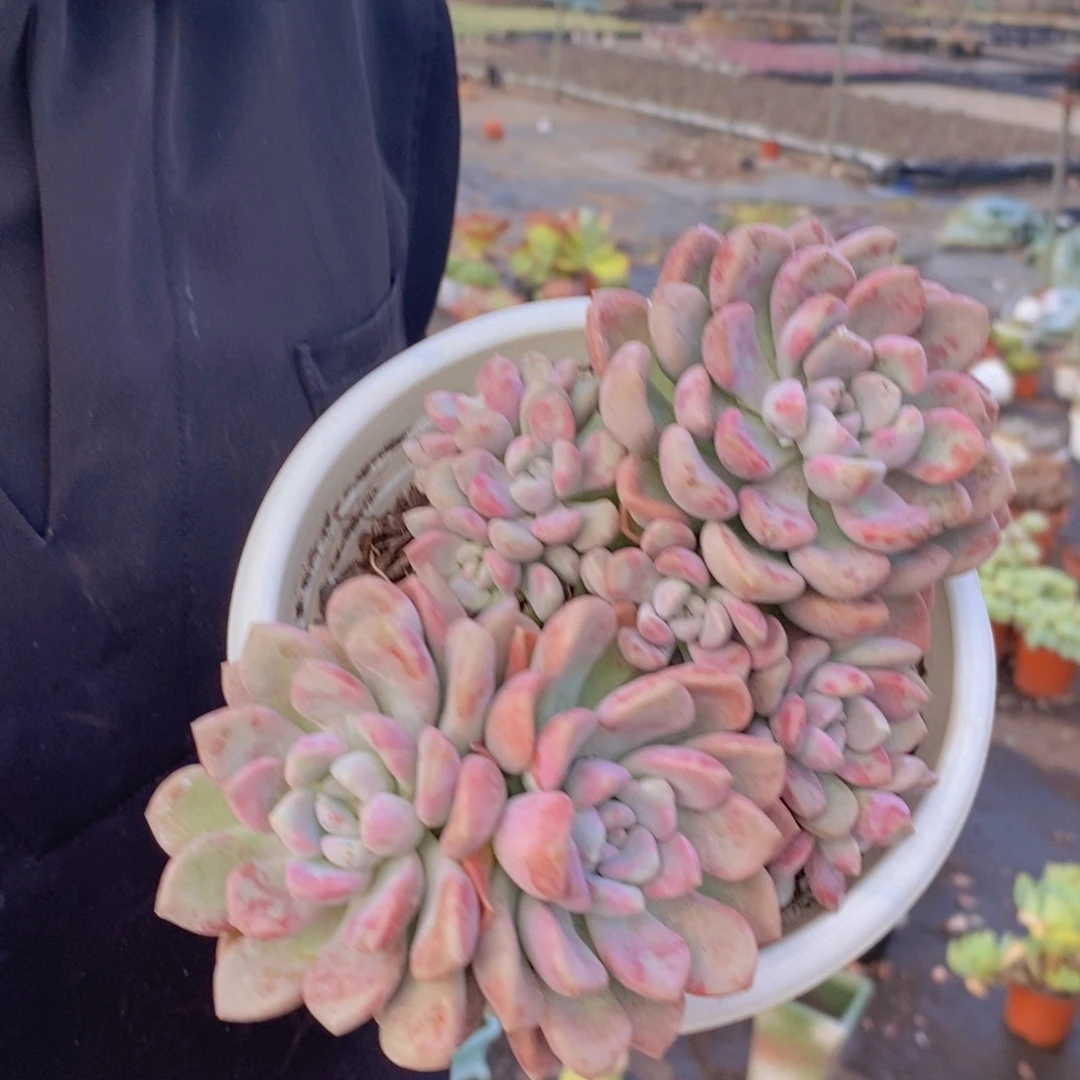 花斑露双头带仔老桩