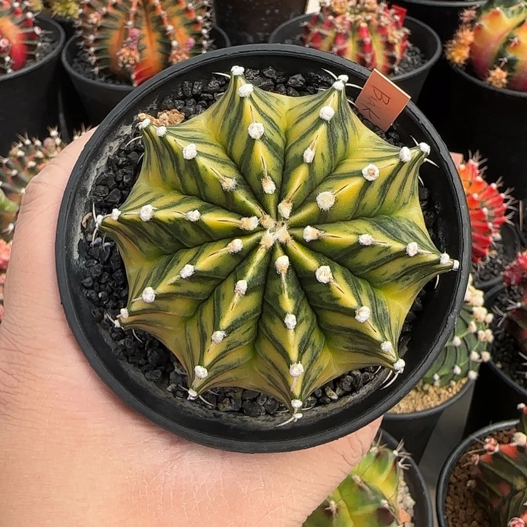 N15-0104泰国米哈向日葵