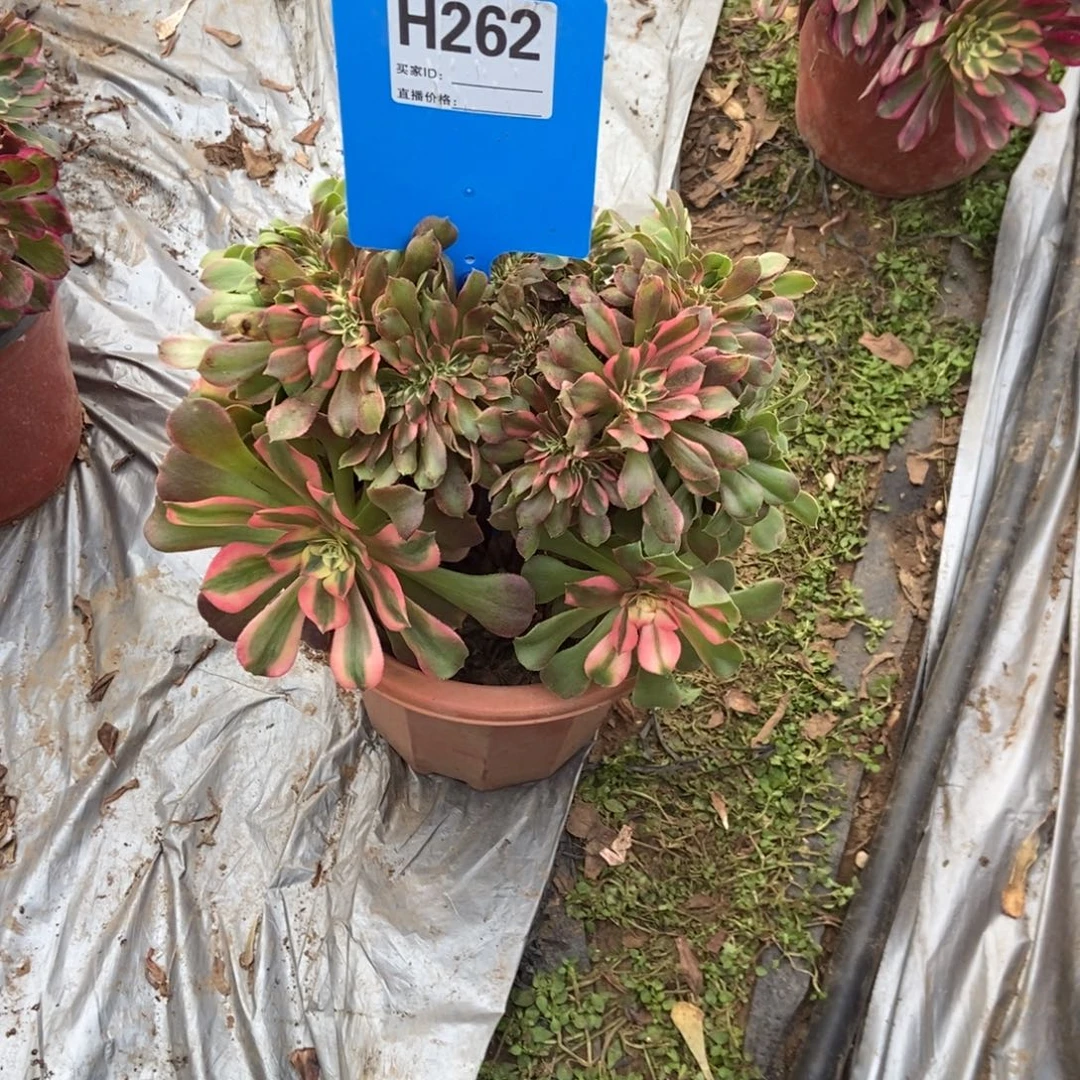 霸***姬262香妃干伤处理香妃