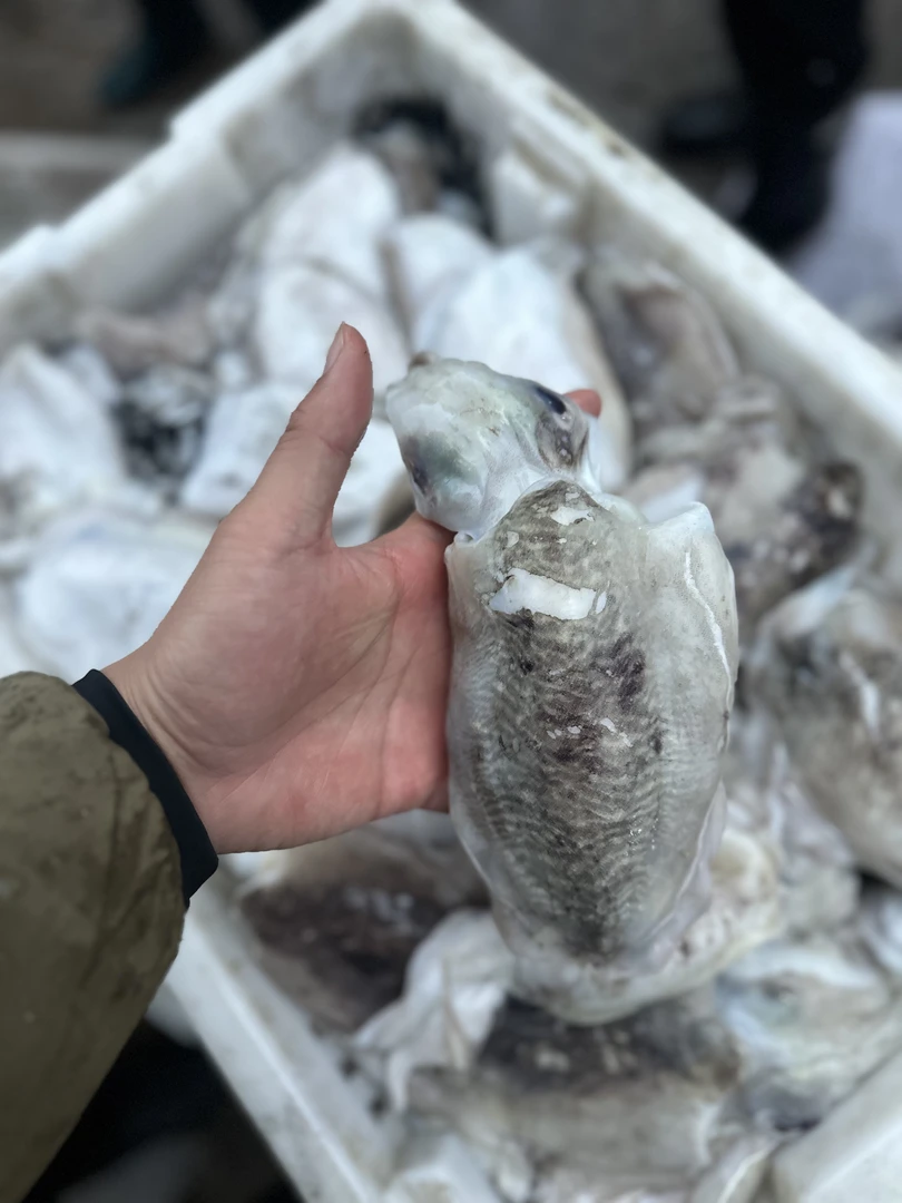 岚山大乌子鲜活码头直供新鲜3斤装