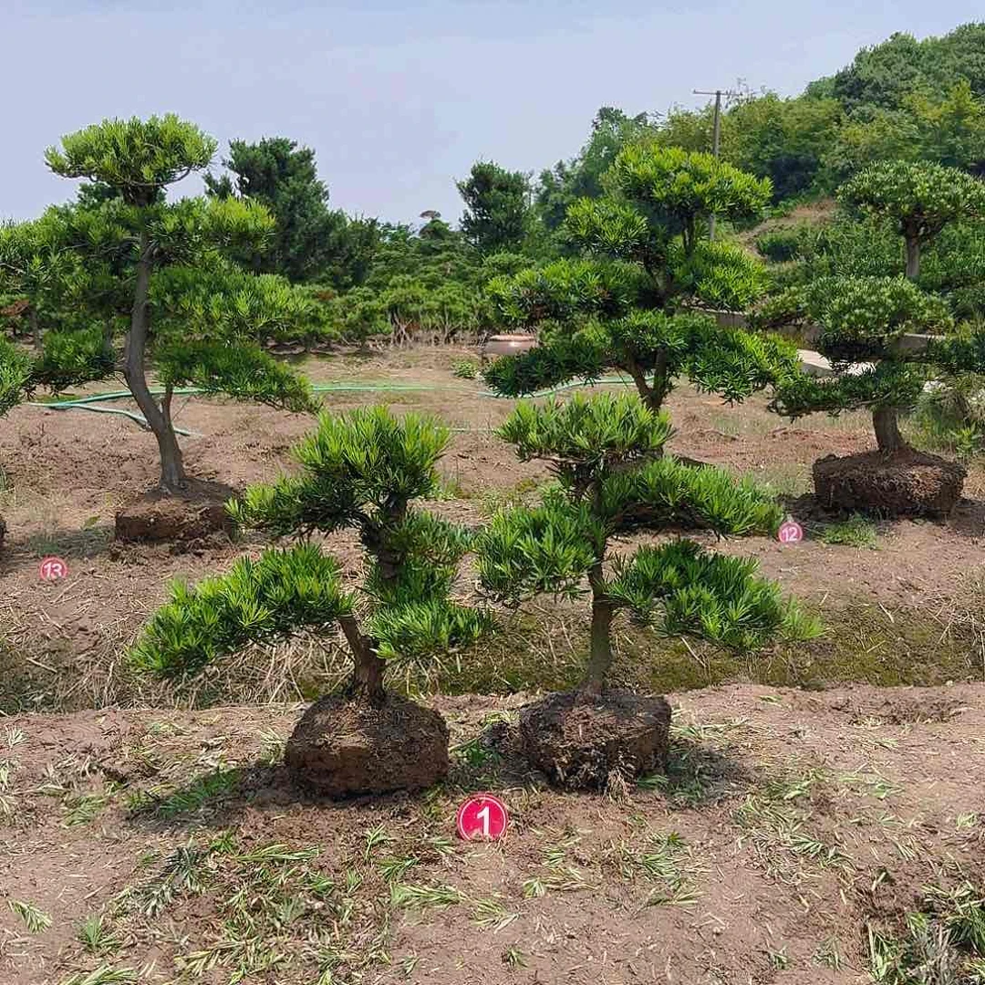 无花朵徽****】125874569855500580