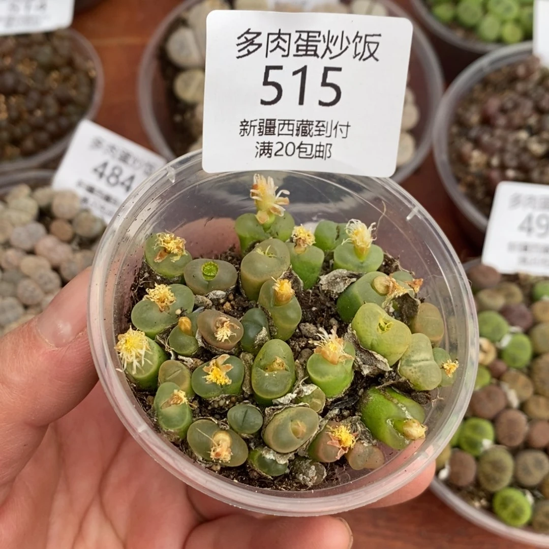 感谢您的支持，00515