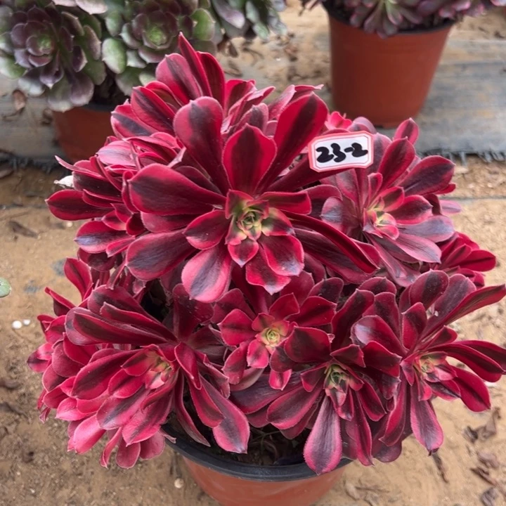 美杜莎多肉植物23-2