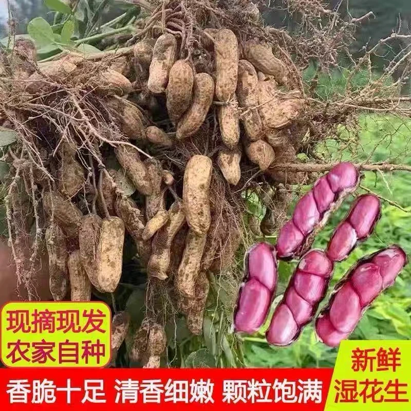 【2025】新鲜花生湿花生百日红花生手工挑选现摘现发