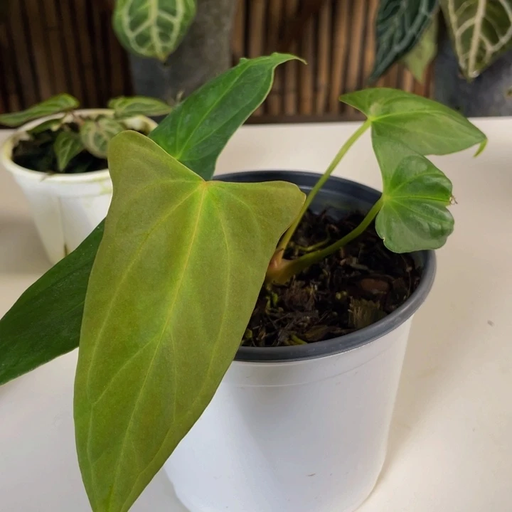 完全开放西尼亚红