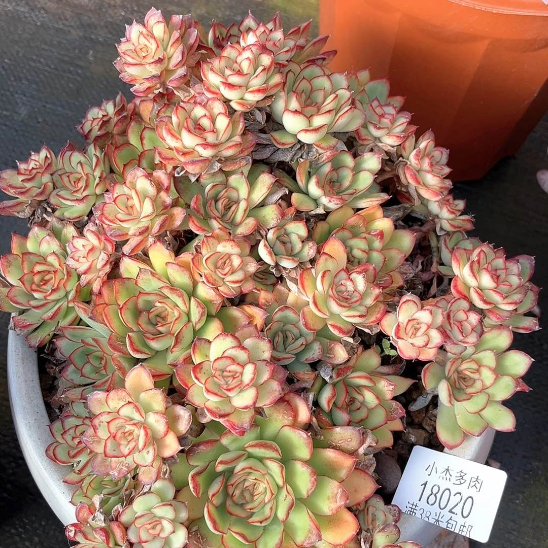 小杰刚影大侧18020