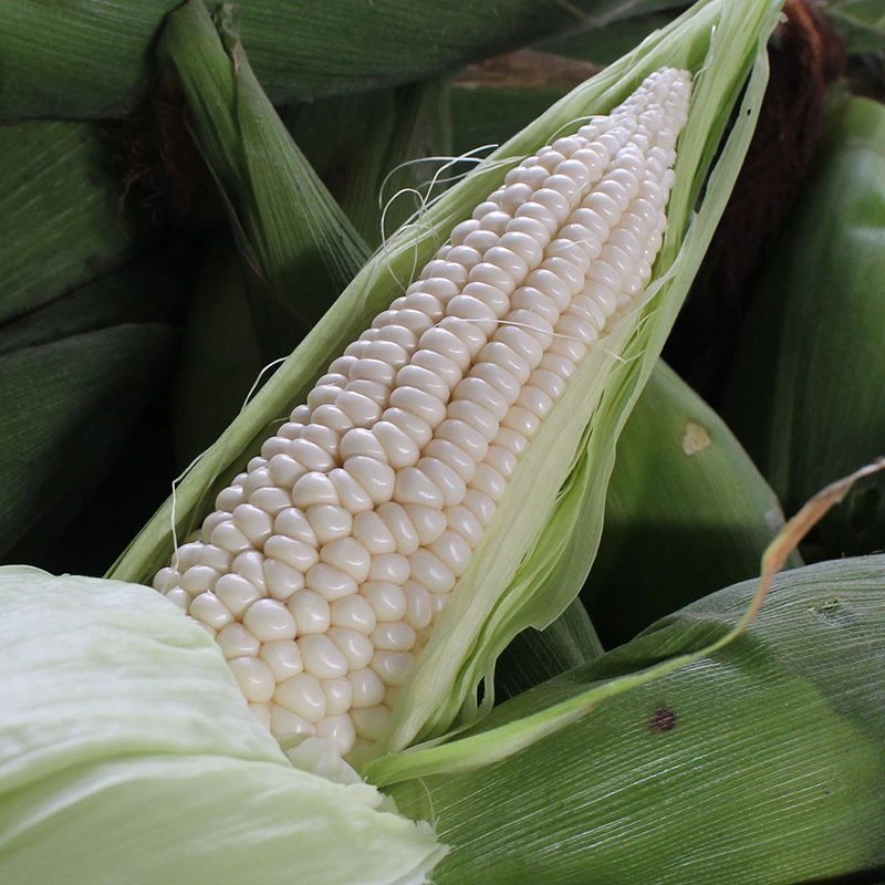 新鲜黏玉米糯玉米现摘糯玉米棒子优质白糯玉米带壳（3-9斤）顺丰包邮白糯玉米辽宁省