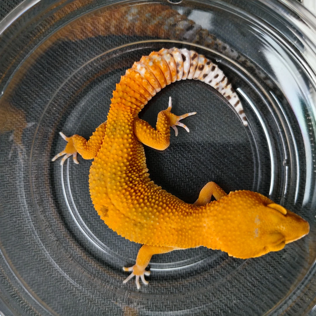 蜜桔豹纹守宫  妹妹