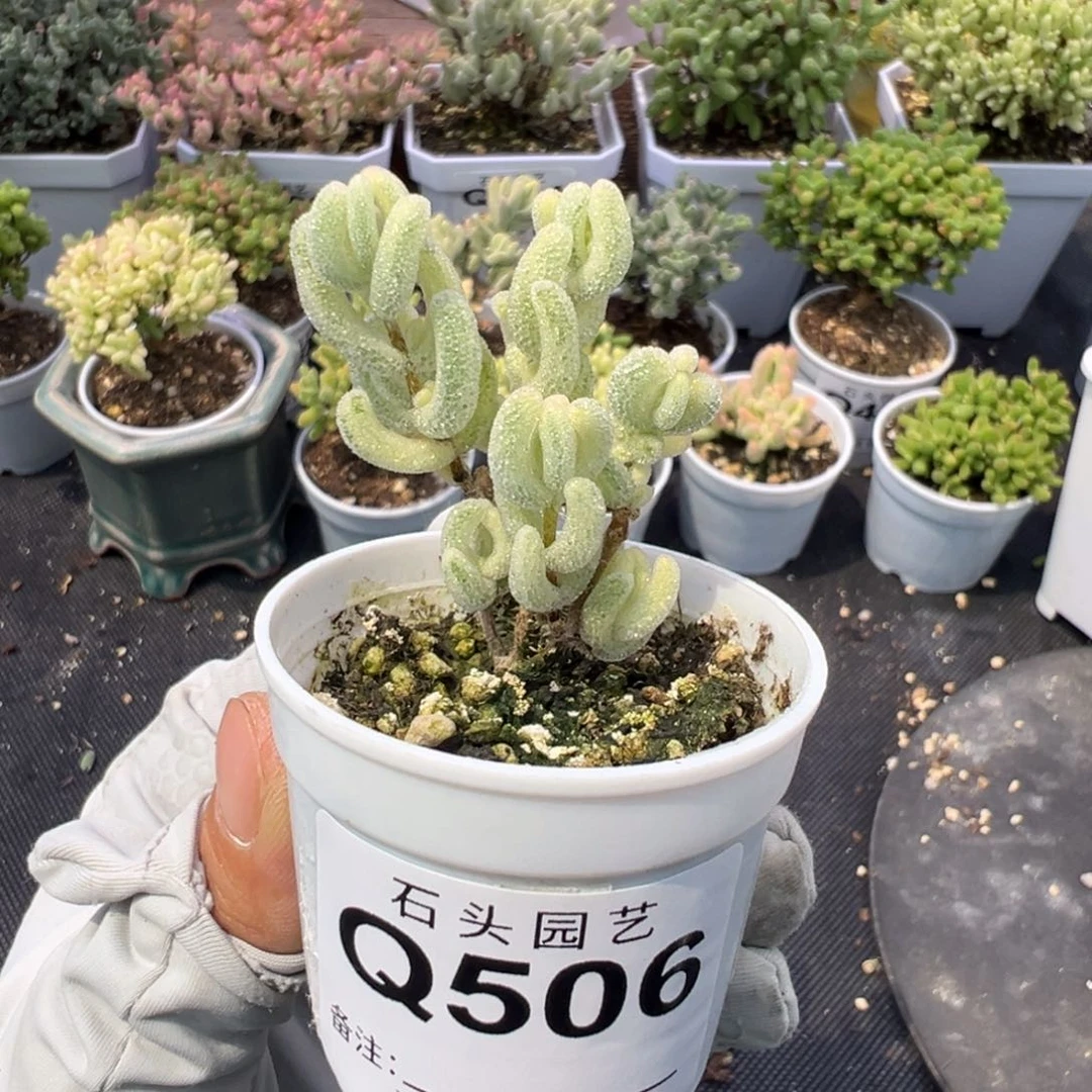 多肉植物枝干超白1颗