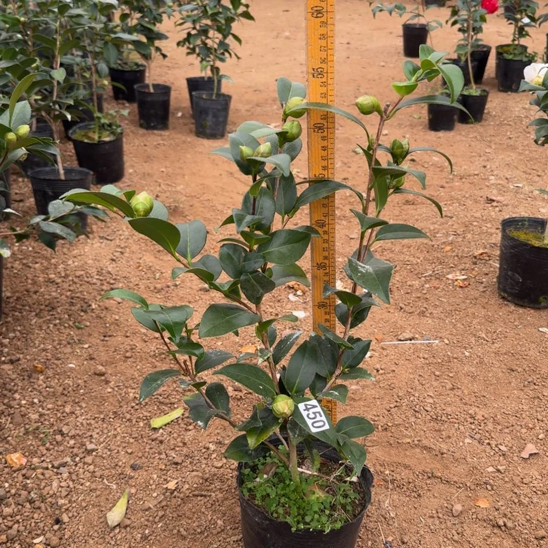 少量花朵（建议范围：2朵-5朵 或40%以下）450志愿者