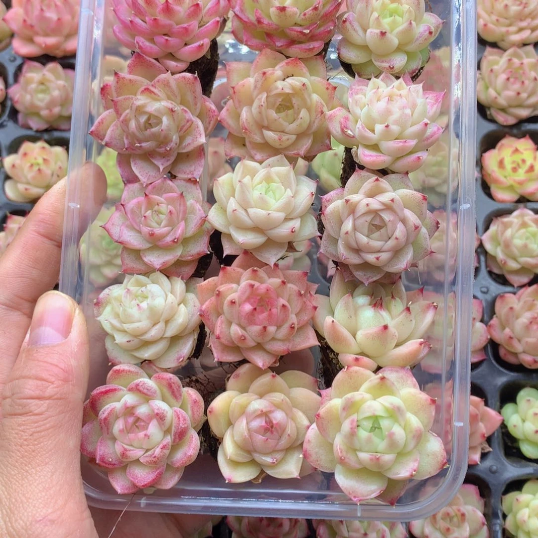 反反复复还是很开心036